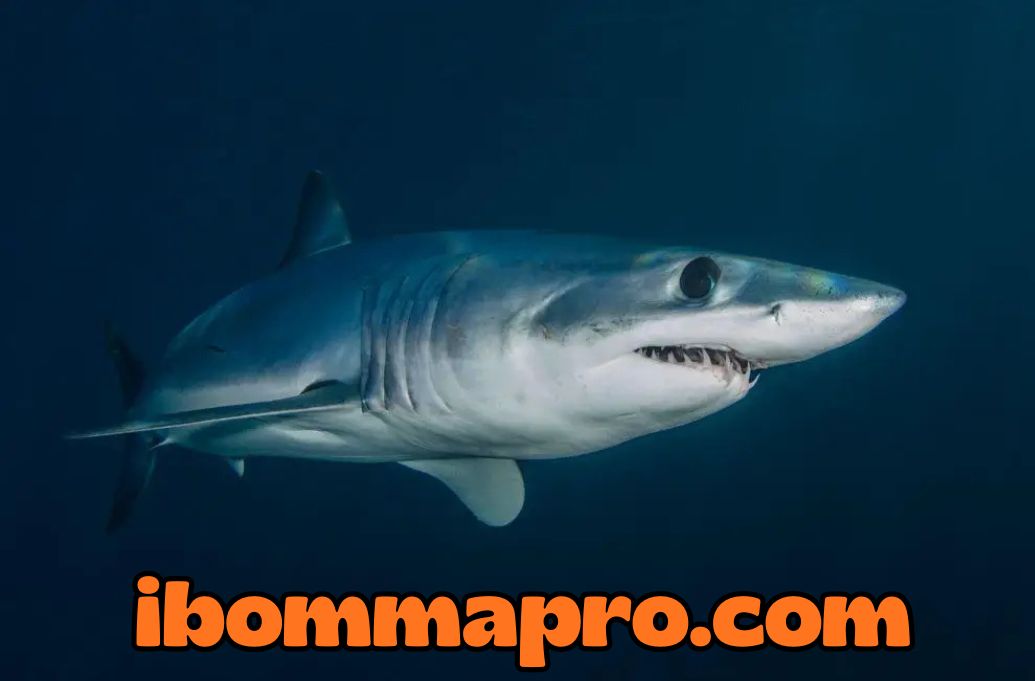 5 Fakta Sains Menarik tentang Ikan, Kamu Sudah Tahu?