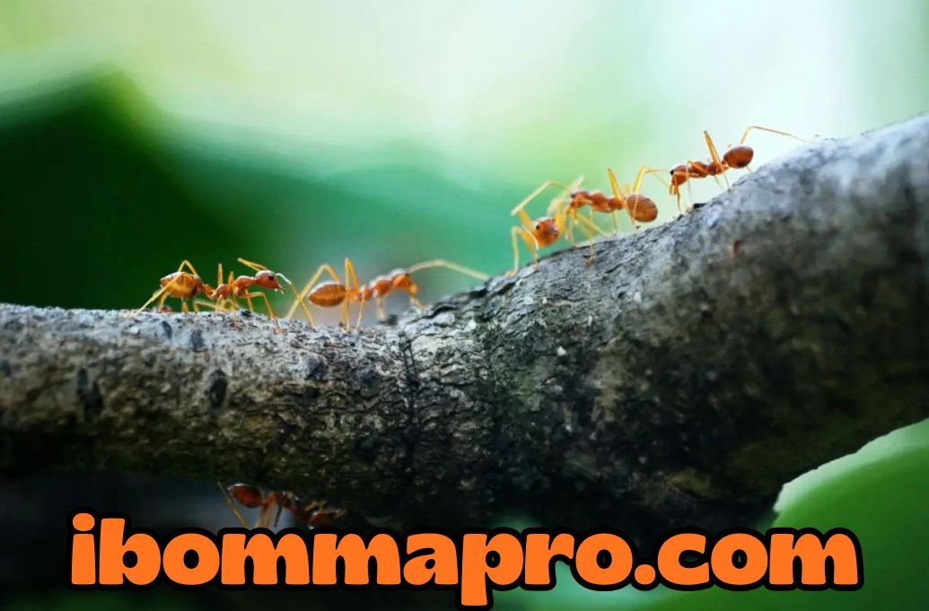 7 Fakta Unik tentang Serangga yang Jarang Diketahui, Bikin Tercengang!