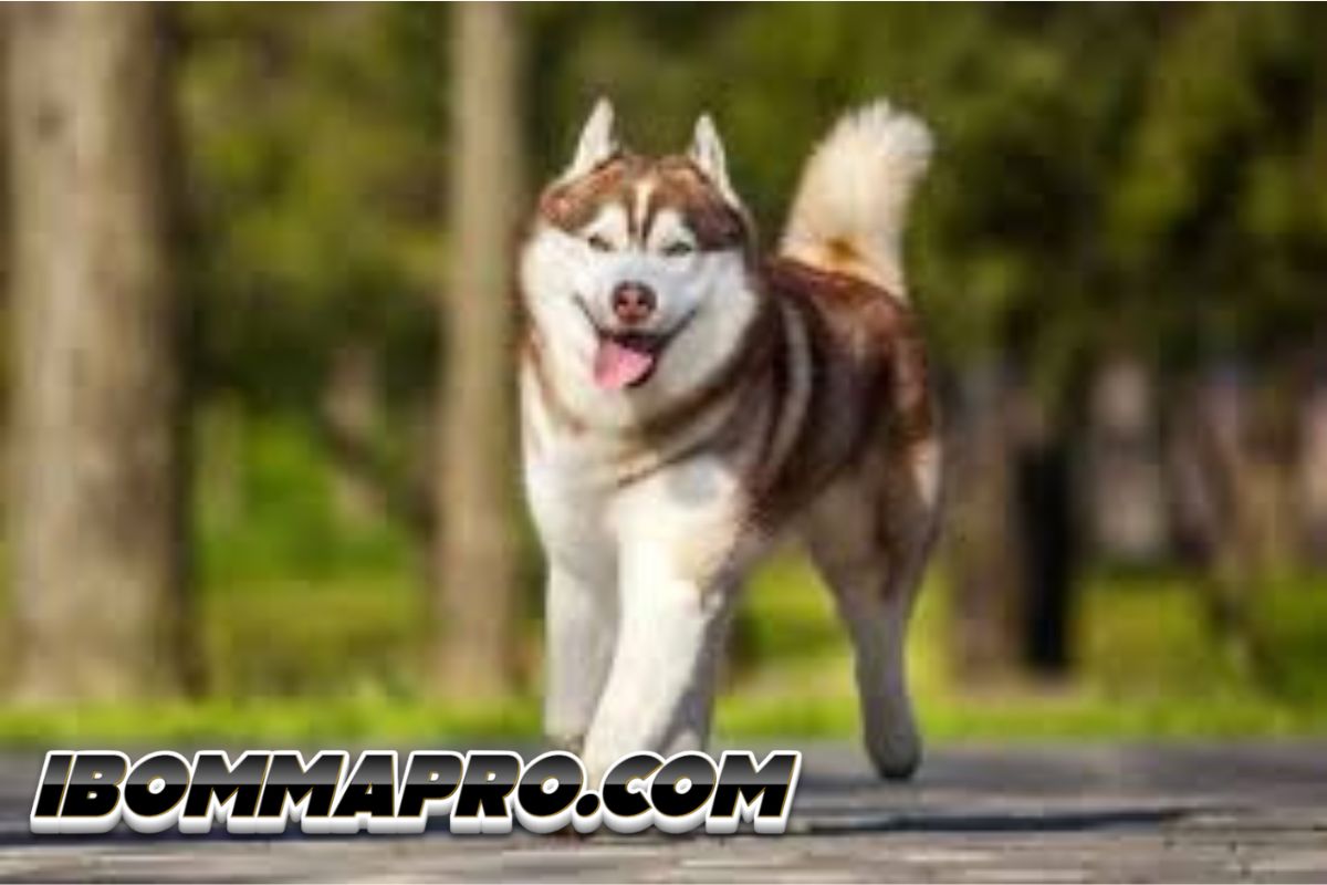 15 Fakta Tentang Anjing yang Menarik untuk Diketahui