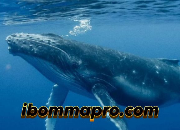 Ini 9 Fakta Unik Paus, Hewan Penyerap Karbon Terbesar Dunia