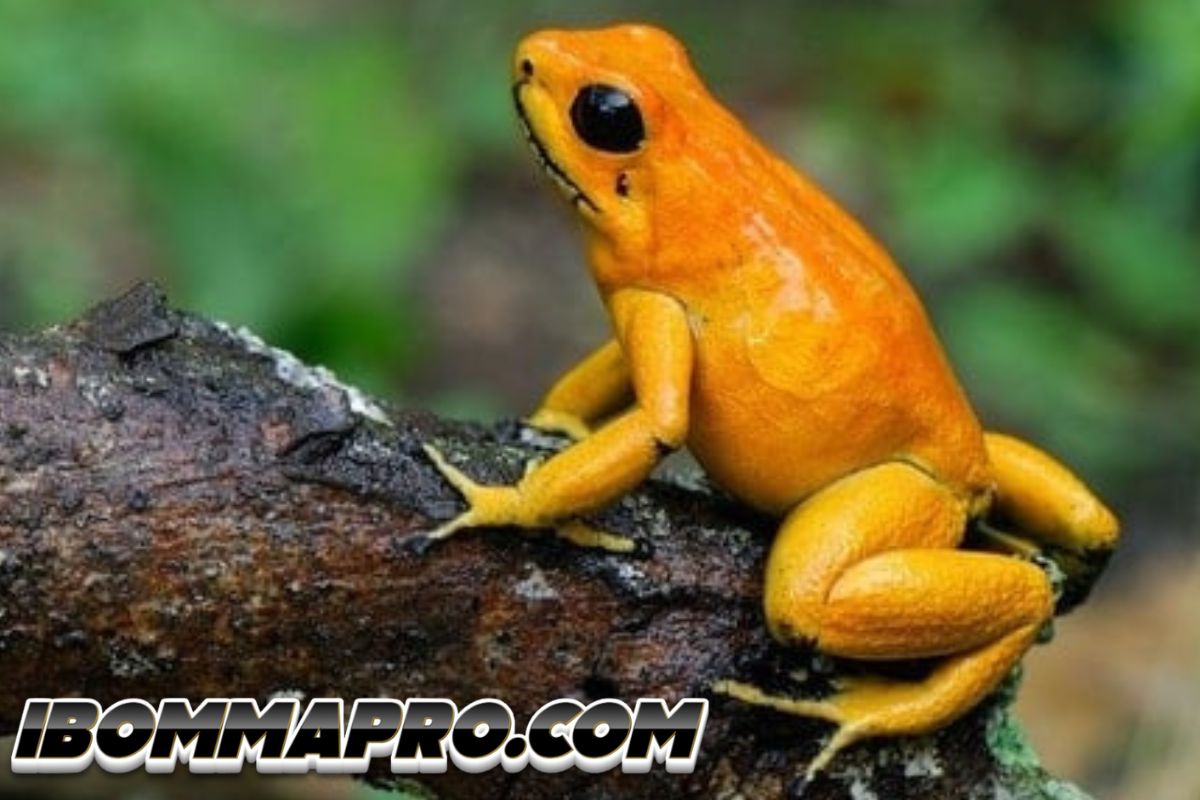 Hewan Paling Berbahaya di Dunia, Nomor Satu Nyamuk, lho!