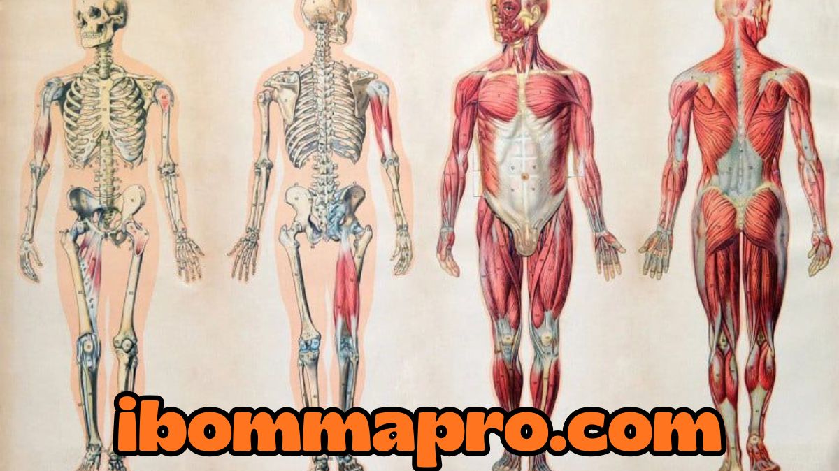 Ini 10 Fakta Menarik Mengenai Organ Manusia