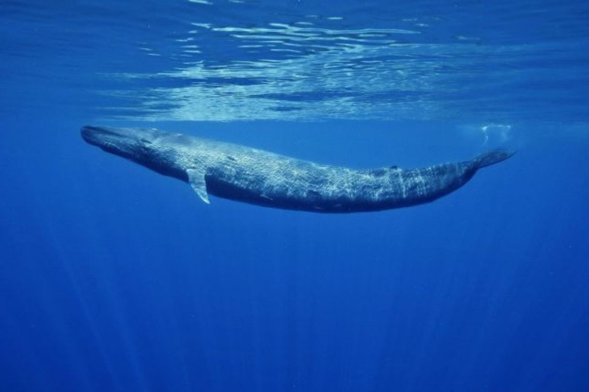 Deretan Hewan Paling Kesepian di Dunia, Ini Kisah di Baliknya!